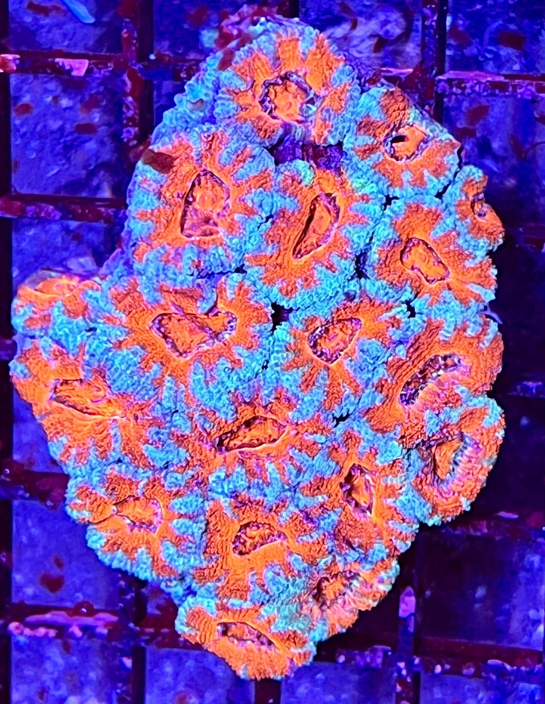 Large Super Ultra Acan Lorde Coral