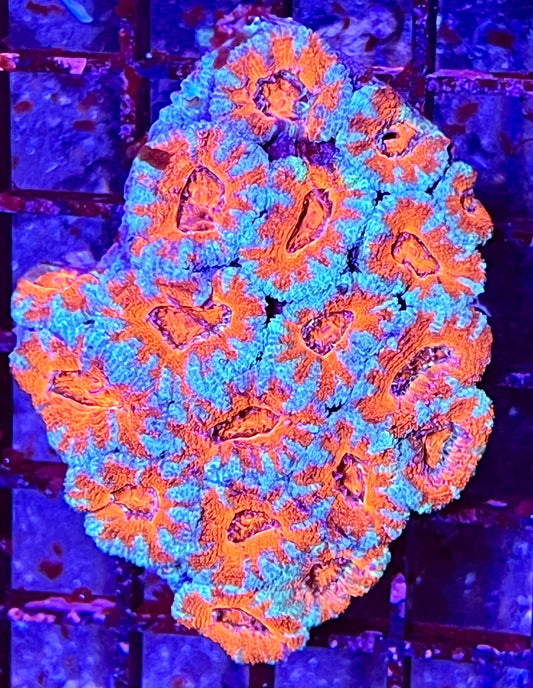 Large Super Ultra Acan Lorde Coral