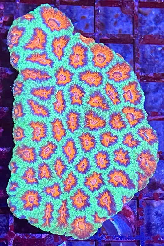 Large Super Ultra Acan Lorde Coral