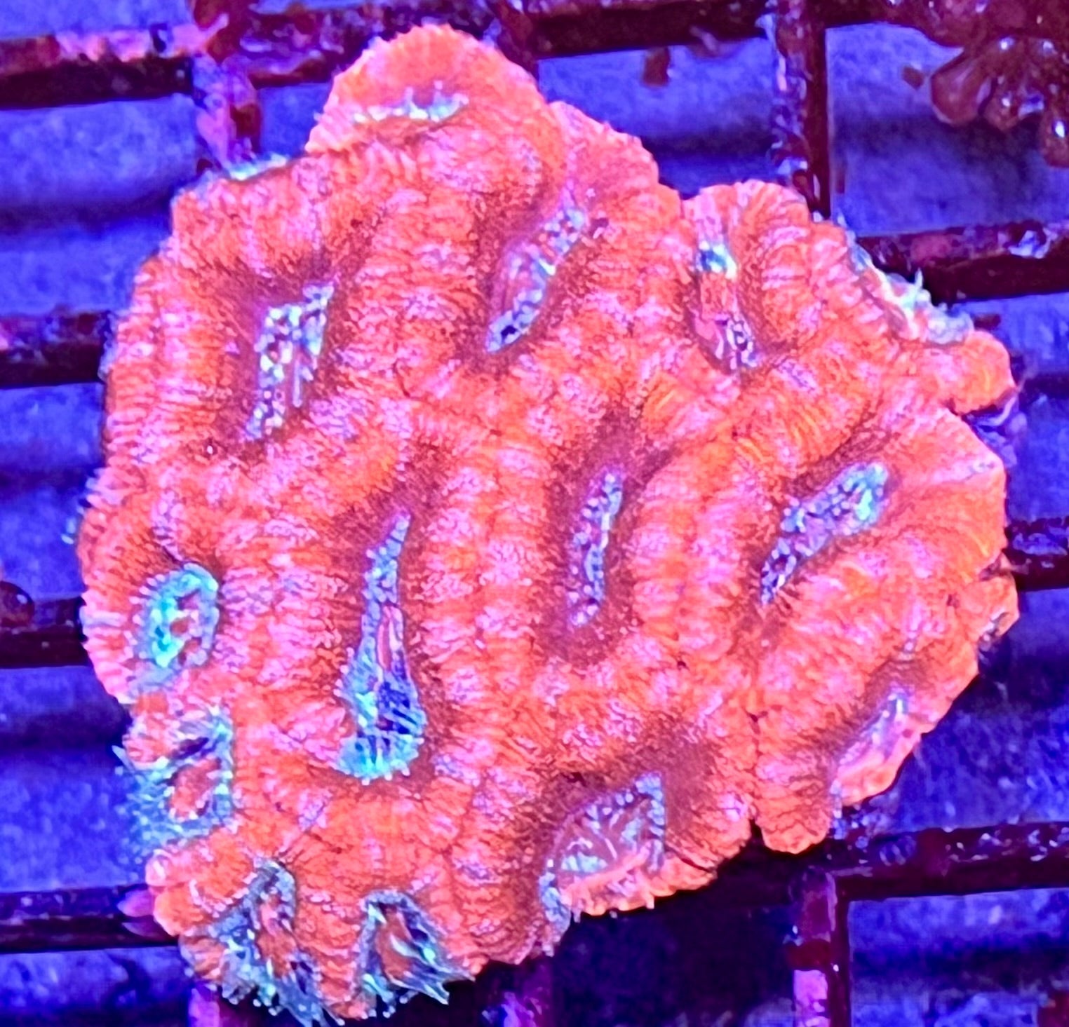Large Super Ultra Acan Lorde Coral