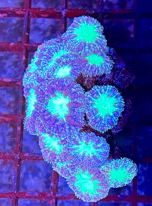 Large Ultra Blastomussa Coral