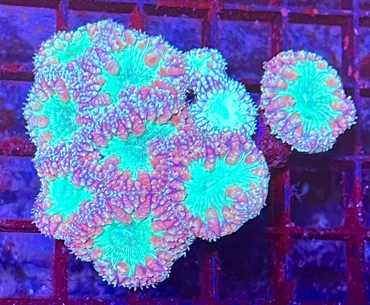 Large Ultra Blastomussa Coral