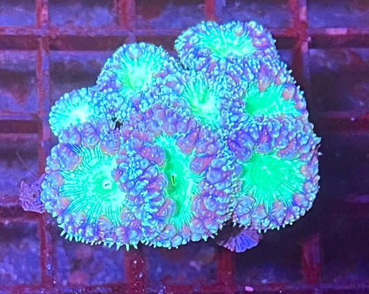 Large Ultra Blastomussa Coral