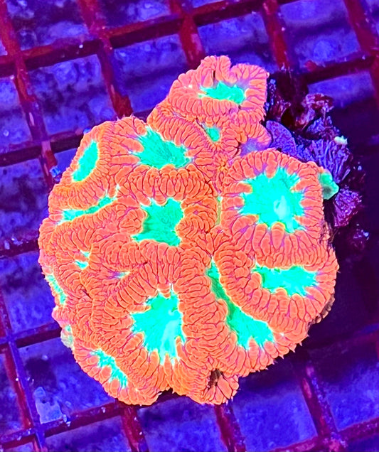Large Ultra Blastomussa Coral