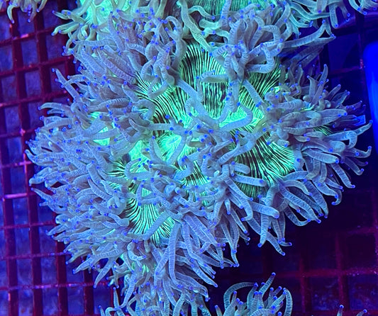 Extra Large Aussie Elegance Coral