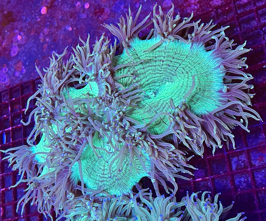Extra Large Aussie Elegance Coral
