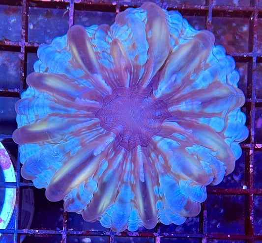 Extra Large Super Ultra Cyanrina Coral