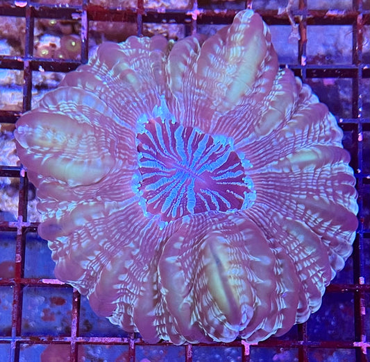 Extra Large Super Ultra Cyanrina Coral