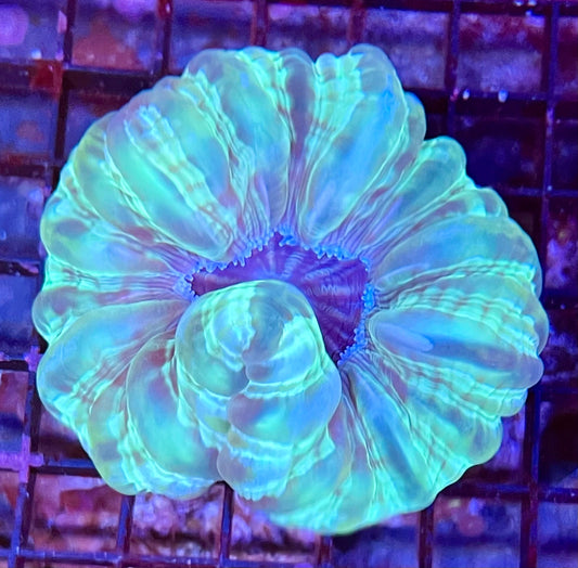 Extra Large Super Ultra Cyanrina Coral