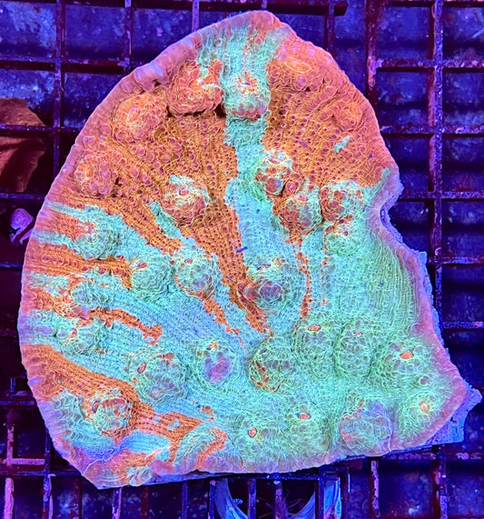 Extra Large Ultra Aussie Chalice Coral