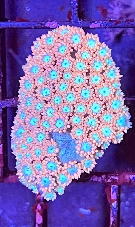 Super Ultra Aussie Goniopora Coral