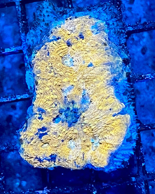 Medium Super Ultra Acan Echinata Coral