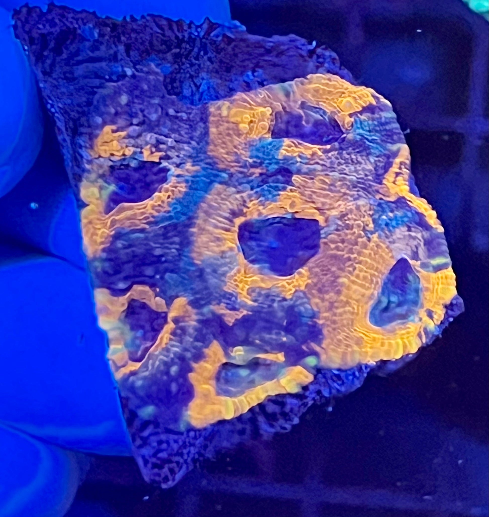 Ultra Acan Echinata Coral