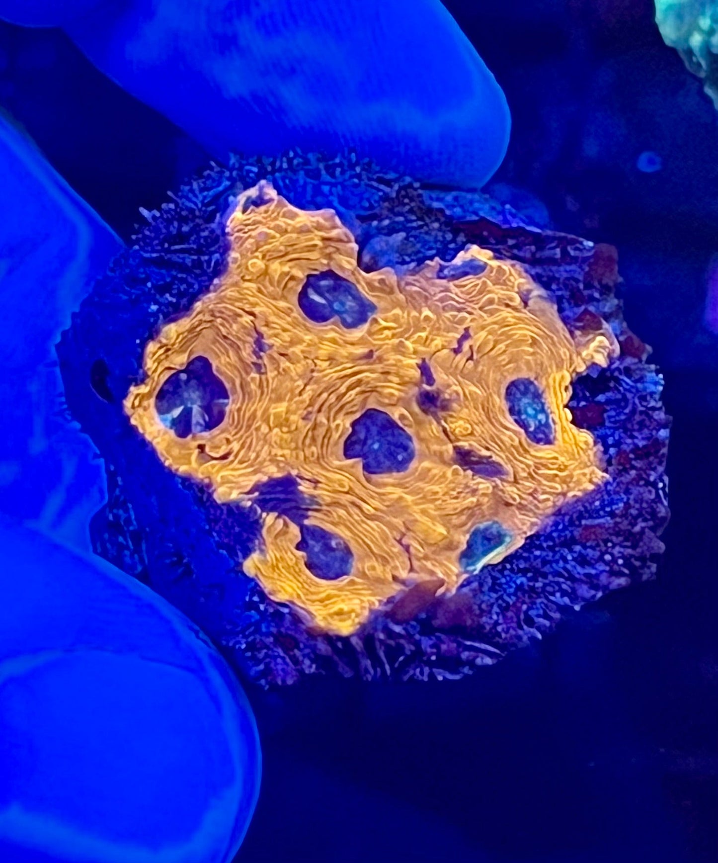 Ultra Acan Echinata Coral