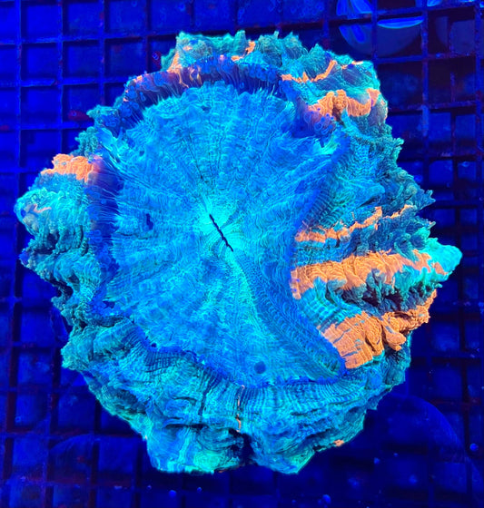 Extra Large Acanthophyllia Coral
