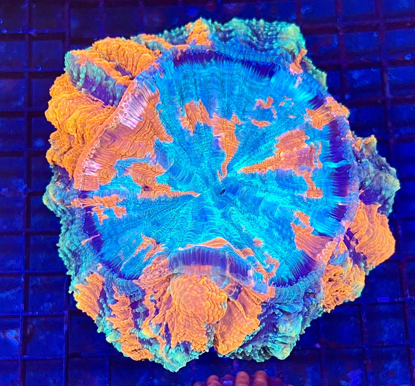Extra Large Master Acanthophyllia Coral