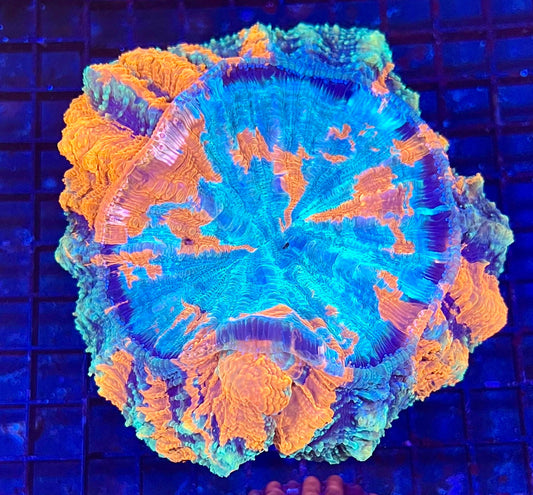 Extra Large Master Acanthophyllia Coral