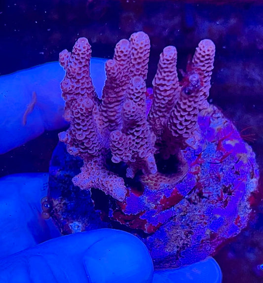 Large Ultra Acropora Coral