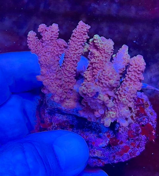 Large Ultra Acropora Coral