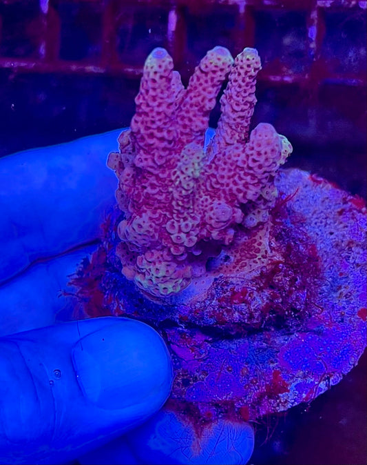 Large Ultra Acropora Coral