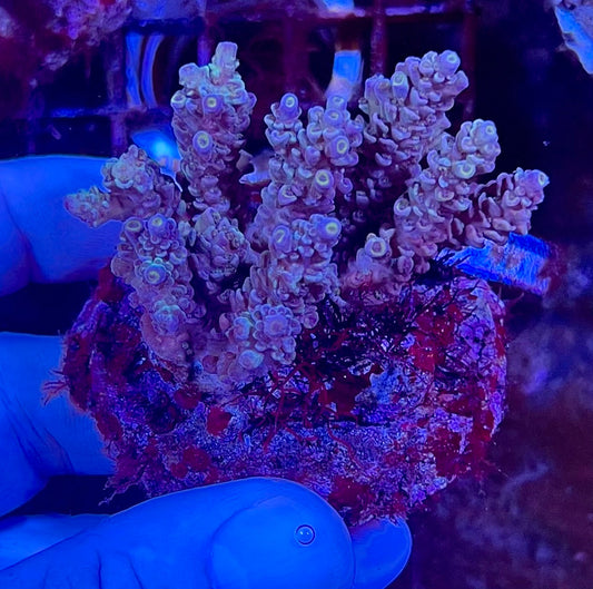 Large Ultra Acropora Coral