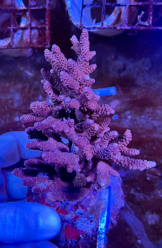 Large Ultra Acropora Coral