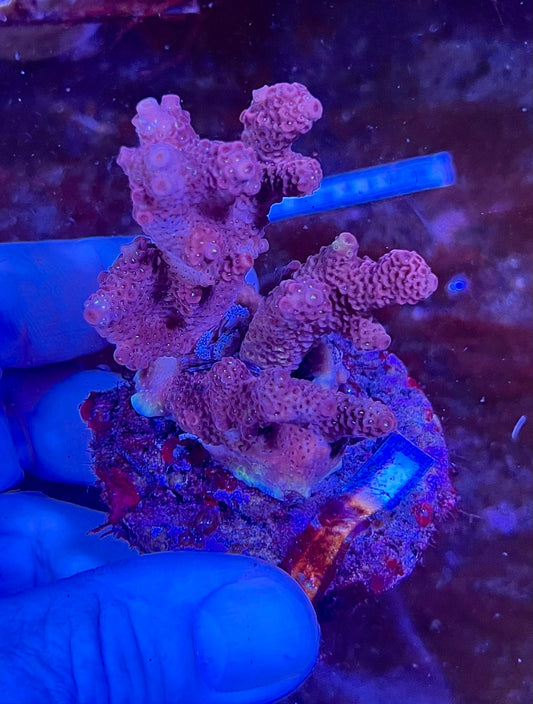 Large Ultra Acropora Coral