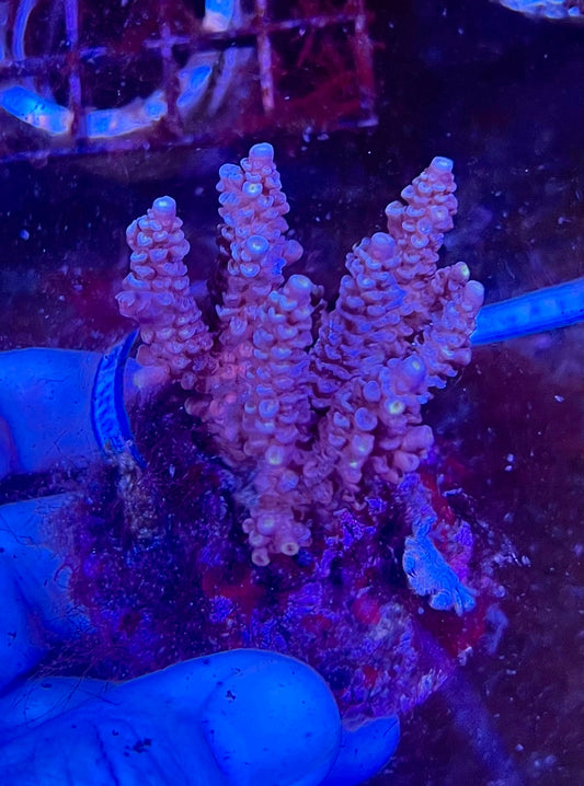 Large Ultra Acropora Coral