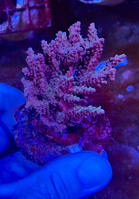 Large Ultra Acropora Coral