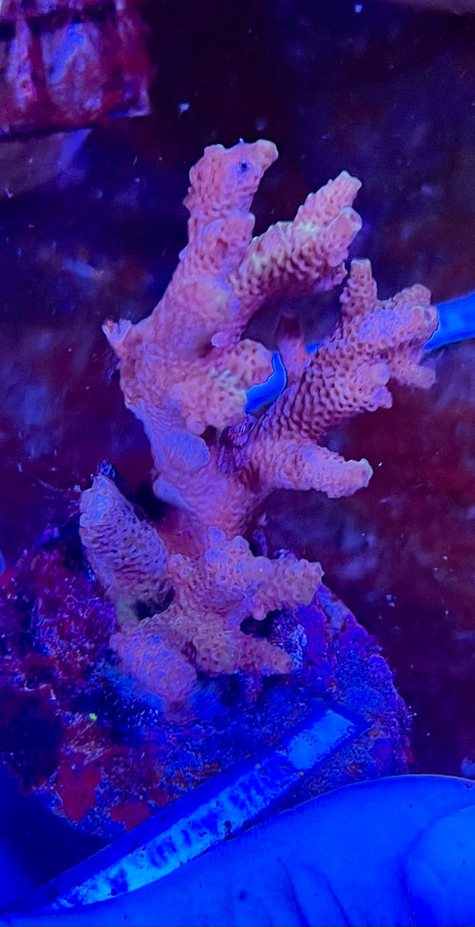 Large Ultra Acropora Coral