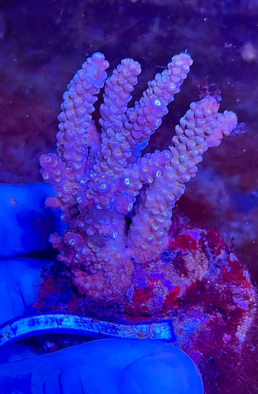 Large Ultra Acropora Coral