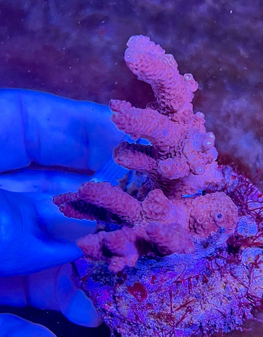 Large Ultra Acropora Coral