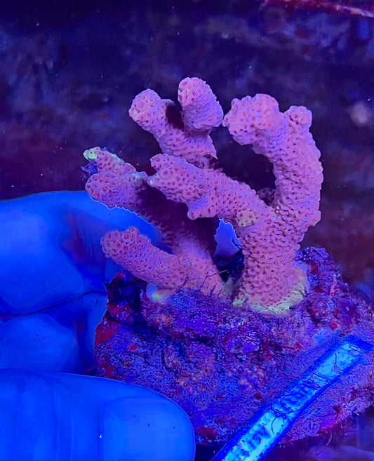 Large Ultra Acropora Coral