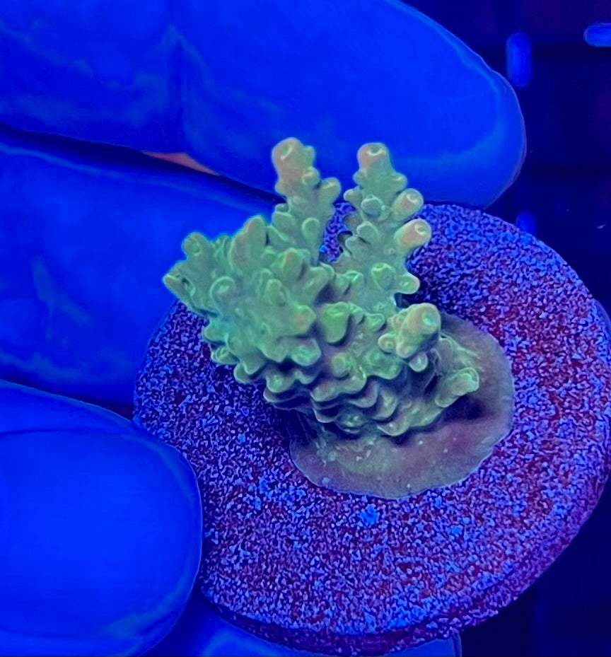 Small Super Ultra Acropora