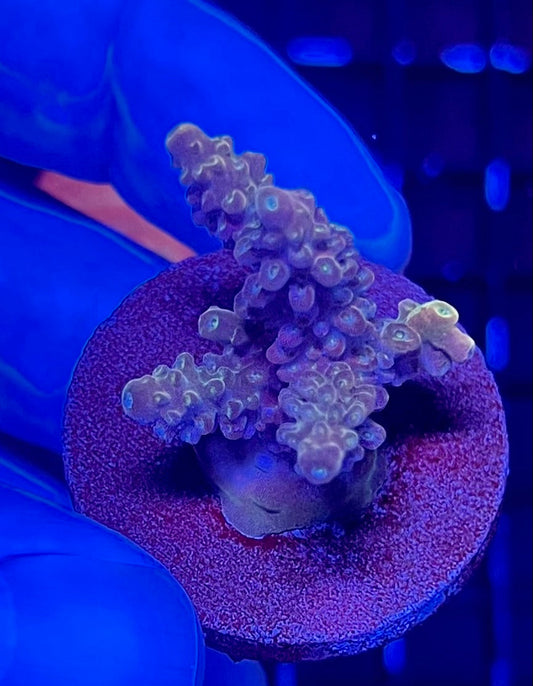 Small Super Ultra Acropora