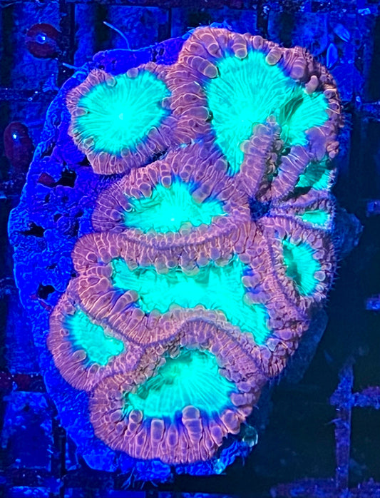 Extra Large Super Ultra Blastomussa Coral
