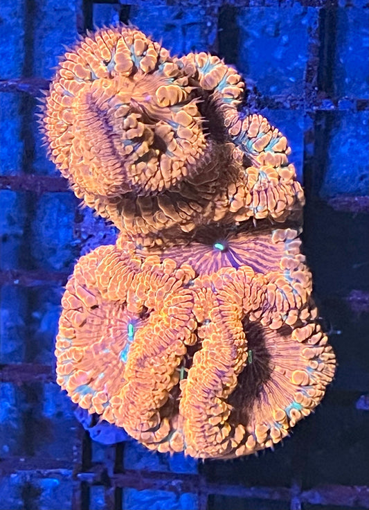Extra Large Super Ultra Blastomussa Coral