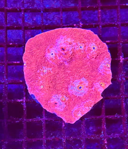 Large Super Ultra Chalice Coral