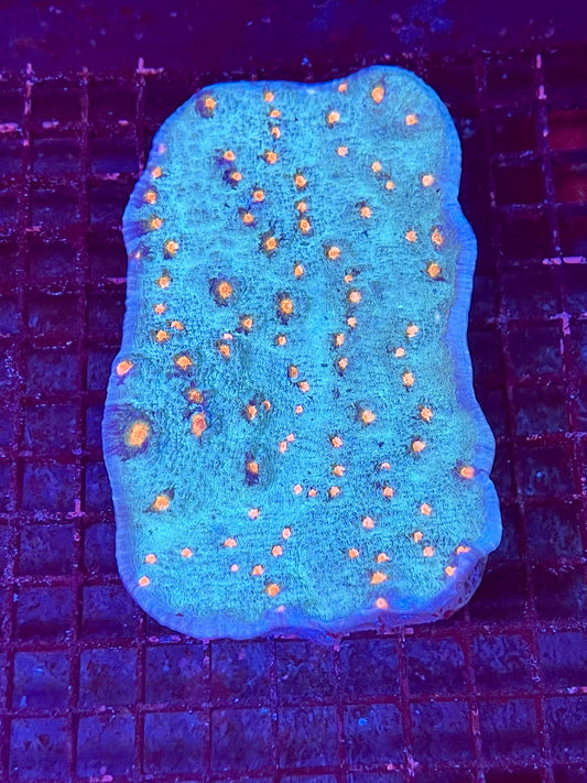 Large Super Ultra Chalice Coral