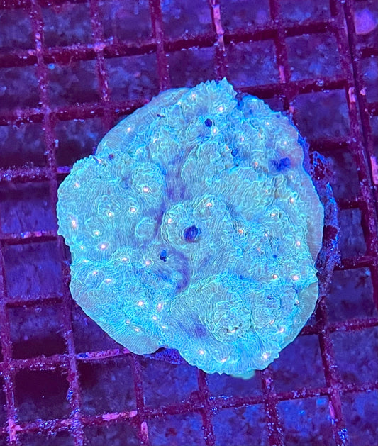 Large Super Ultra Chalice Coral