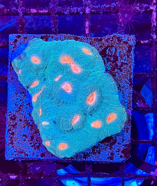 Large Super Ultra Chalice Coral