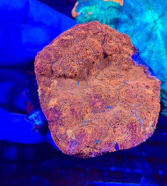 Extra Large Super Ultra Chalice Coral