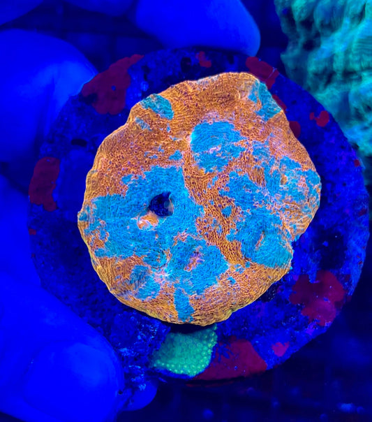 Extra Large Super Ultra Chalice Coral