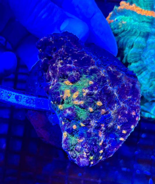 Extra Large Super Ultra Chalice Coral