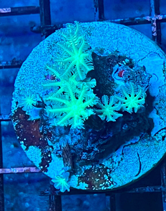 Clove Polyps Coral