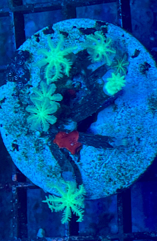 Clove Polyps Coral
