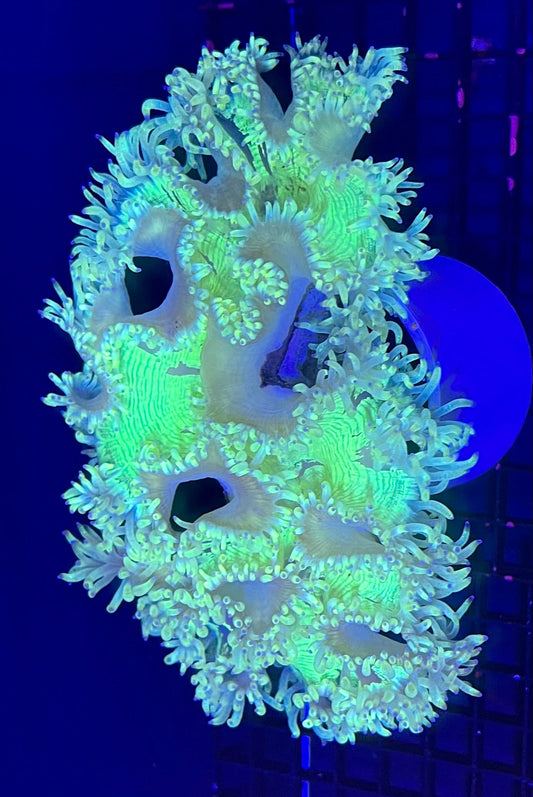 Large Ultra Grade Elegance Coral