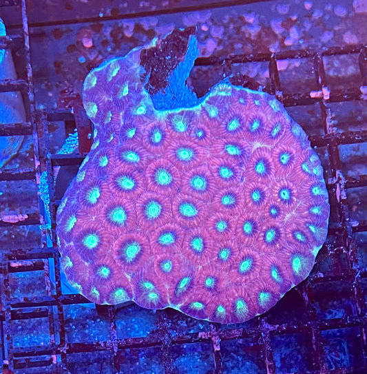 Extra Large Ultra Favia Coral