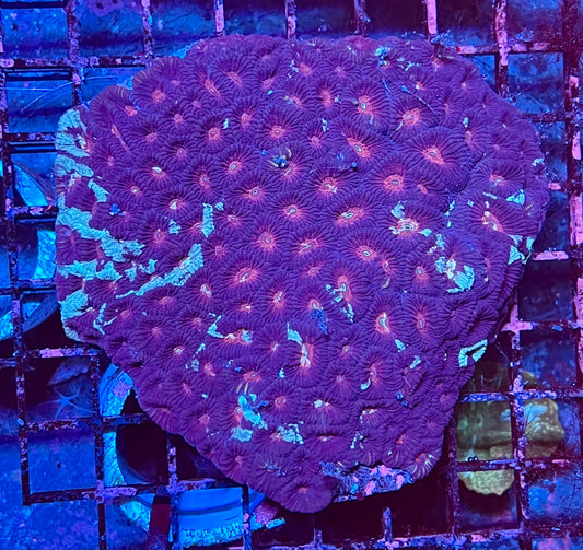 Extra Large Ultra Favia Coral