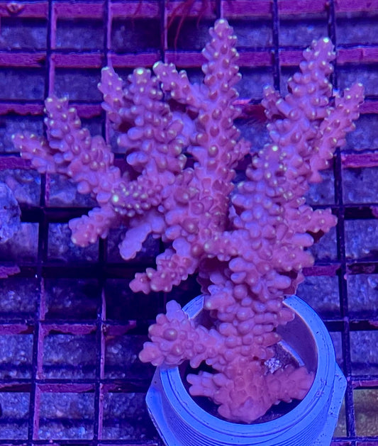 FIJI Extra Large Acropora Coral